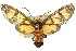  ( - 10ANIC-01218)  @14 [ ] CreativeCommons - Attribution (2010) CBG Photography Group Centre for Biodiversity Genomics