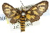  ( - 10ANIC-01222)  @13 [ ] CreativeCommons - Attribution (2010) CBG Photography Group Centre for Biodiversity Genomics