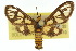  ( - 10ANIC-01232)  @11 [ ] CreativeCommons - Attribution (2010) CBG Photography Group Centre for Biodiversity Genomics