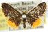  ( - 10ANIC-01356)  @11 [ ] CreativeCommons - Attribution (2010) CBG Photography Group Centre for Biodiversity Genomics