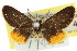  ( - 10ANIC-01357)  @11 [ ] CreativeCommons - Attribution (2010) CBG Photography Group Centre for Biodiversity Genomics