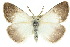  ( - 10ANIC-01396)  @13 [ ] CreativeCommons - Attribution (2010) CBG Photography Group Centre for Biodiversity Genomics