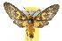  ( - 10ANIC-01238)  @14 [ ] CreativeCommons - Attribution (2010) CBG Photography Group Centre for Biodiversity Genomics