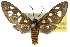  ( - 10ANIC-01242)  @11 [ ] CreativeCommons - Attribution (2010) CBG Photography Group Centre for Biodiversity Genomics
