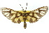  ( - 10ANIC-01255)  @14 [ ] CreativeCommons - Attribution (2010) CBG Photography Group Centre for Biodiversity Genomics