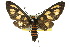  ( - 10ANIC-01260)  @15 [ ] CreativeCommons - Attribution (2010) CBG Photography Group Centre for Biodiversity Genomics