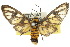  ( - 10ANIC-01262)  @11 [ ] CreativeCommons - Attribution (2010) CBG Photography Group Centre for Biodiversity Genomics