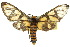  (Amata pyrocoma - 10ANIC-01276)  @14 [ ] CreativeCommons - Attribution (2010) CBG Photography Group Centre for Biodiversity Genomics