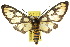  ( - 10ANIC-01279)  @14 [ ] CreativeCommons - Attribution (2010) CBG Photography Group Centre for Biodiversity Genomics