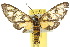  ( - 10ANIC-01282)  @13 [ ] CreativeCommons - Attribution (2010) CBG Photography Group Centre for Biodiversity Genomics