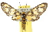 ( - 10ANIC-01283)  @15 [ ] CreativeCommons - Attribution (2010) CBG Photography Group Centre for Biodiversity Genomics