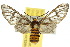  (Amata sp. ANIC1 - 10ANIC-01296)  @15 [ ] CreativeCommons - Attribution (2010) CBG Photography Group Centre for Biodiversity Genomics