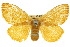  ( - 10ANIC-01445)  @14 [ ] CreativeCommons - Attribution (2010) CBG Photography Group Centre for Biodiversity Genomics