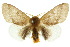  ( - 10ANIC-01468)  @15 [ ] CreativeCommons - Attribution (2010) CBG Photography Group Centre for Biodiversity Genomics