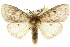  ( - 10ANIC-01510)  @14 [ ] CreativeCommons - Attribution (2010) CBG Photography Group Centre for Biodiversity Genomics