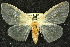 ( - 10ANIC-01517)  @14 [ ] CreativeCommons - Attribution (2010) CBG Photography Group Centre for Biodiversity Genomics