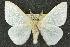  ( - 10ANIC-01520)  @14 [ ] CreativeCommons - Attribution (2010) CBG Photography Group Centre for Biodiversity Genomics