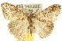  (Orgyia australis - 10ANIC-01528)  @15 [ ] CreativeCommons - Attribution (2010) CBG Photography Group Centre for Biodiversity Genomics