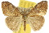  ( - 10ANIC-01531)  @11 [ ] CreativeCommons - Attribution (2010) CBG Photography Group Centre for Biodiversity Genomics