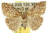  (Orgyia papuana - 10ANIC-01532)  @15 [ ] CreativeCommons - Attribution (2010) CBG Photography Group Centre for Biodiversity Genomics