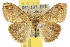 ( - 10ANIC-01533)  @11 [ ] CreativeCommons - Attribution (2010) CBG Photography Group Centre for Biodiversity Genomics