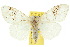  ( - 10ANIC-01538)  @11 [ ] CreativeCommons - Attribution (2010) CBG Photography Group Centre for Biodiversity Genomics