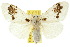  ( - 10ANIC-01539)  @15 [ ] CreativeCommons - Attribution (2010) CBG Photography Group Centre for Biodiversity Genomics