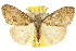  ( - 10ANIC-01540)  @14 [ ] CreativeCommons - Attribution (2010) CBG Photography Group Centre for Biodiversity Genomics