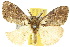  ( - 10ANIC-01541)  @14 [ ] CreativeCommons - Attribution (2010) CBG Photography Group Centre for Biodiversity Genomics