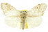  (Olene cookiensis - 10ANIC-01543)  @15 [ ] CreativeCommons - Attribution (2010) CBG Photography Group Centre for Biodiversity Genomics