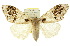  ( - 10ANIC-01544)  @15 [ ] CreativeCommons - Attribution (2010) CBG Photography Group Centre for Biodiversity Genomics