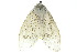  ( - 10ANIC-01550)  @11 [ ] CreativeCommons - Attribution (2010) CBG Photography Group Centre for Biodiversity Genomics