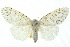  ( - 10ANIC-01554)  @11 [ ] CreativeCommons - Attribution (2010) CBG Photography Group Centre for Biodiversity Genomics
