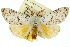 ( - 10ANIC-01555)  @11 [ ] CreativeCommons - Attribution (2010) CBG Photography Group Centre for Biodiversity Genomics