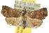  ( - 10ANIC-01581)  @15 [ ] CreativeCommons - Attribution (2010) CBG Photography Group Centre for Biodiversity Genomics