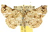  ( - 10ANIC-01592)  @15 [ ] CreativeCommons - Attribution (2010) CBG Photography Group Centre for Biodiversity Genomics