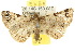  ( - 10ANIC-01594)  @11 [ ] CreativeCommons - Attribution (2010) CBG Photography Group Centre for Biodiversity Genomics