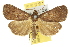  ( - 10ANIC-01599)  @14 [ ] CreativeCommons - Attribution (2010) CBG Photography Group Centre for Biodiversity Genomics