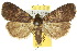  ( - 10ANIC-01608)  @14 [ ] CreativeCommons - Attribution (2010) CBG Photography Group Centre for Biodiversity Genomics