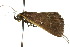  ( - 10ANIC-01627)  @13 [ ] CreativeCommons - Attribution (2010) CBG Photography Group Centre for Biodiversity Genomics