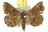  ( - 10ANIC-01630)  @15 [ ] CreativeCommons - Attribution (2010) CBG Photography Group Centre for Biodiversity Genomics