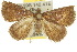  ( - 10ANIC-01639)  @12 [ ] CreativeCommons - Attribution (2010) CBG Photography Group Centre for Biodiversity Genomics