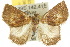  (Auchmophanes platysara - 10ANIC-01640)  @13 [ ] CreativeCommons - Attribution (2010) CBG Photography Group Centre for Biodiversity Genomics