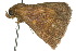  ( - 10ANIC-01641)  @12 [ ] CreativeCommons - Attribution (2010) CBG Photography Group Centre for Biodiversity Genomics