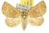  (Auchmophanes megalosara - 10ANIC-01642)  @14 [ ] CreativeCommons - Attribution (2010) CBG Photography Group Centre for Biodiversity Genomics