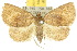  ( - 10ANIC-01643)  @11 [ ] CreativeCommons - Attribution (2010) CBG Photography Group Centre for Biodiversity Genomics