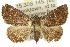  (Auchmophanes sp. ANIC1 - 10ANIC-01645)  @14 [ ] CreativeCommons - Attribution (2010) CBG Photography Group Centre for Biodiversity Genomics
