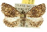  ( - 10ANIC-01646)  @14 [ ] CreativeCommons - Attribution (2010) CBG Photography Group Centre for Biodiversity Genomics