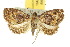  ( - 10ANIC-01647)  @14 [ ] CreativeCommons - Attribution (2010) CBG Photography Group Centre for Biodiversity Genomics