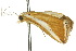  ( - 10ANIC-01652)  @13 [ ] CreativeCommons - Attribution (2010) CBG Photography Group Centre for Biodiversity Genomics